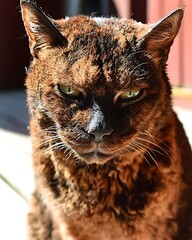 Wall Mural - Grumpy brown tabby cat sitting outdoors in sunlight.