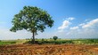 © Beer AI - Peanut-laden tree in a plantation, clear sky visible