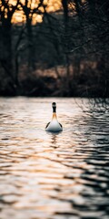 Poster - Lone bird swimming calmly on tranquil river at sunset.