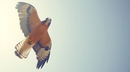 Poster - Majestic hawk soaring through a clear sky, wings spread wide.