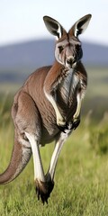 Wall Mural - Red kangaroo leaping in grassy field.