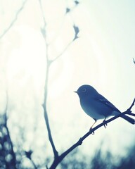 Poster - Solitary blue bird perched on a branch, serene nature scene.