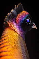 Wall Mural - Vibrant close-up of a pheasant's iridescent head and neck feathers against a black background.