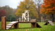 © Maryna - Dog performs agility training on wooden obstacles in autumn park. Energetic dog jumps over ramp. Training equipment made of wood. Dog playful, focused. Autumn foliage, sunny day. Dogs exercise