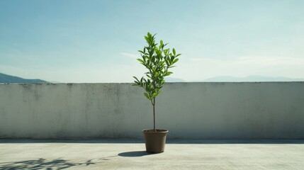 Sticker - Small potted plant on rooftop, clear sky background.