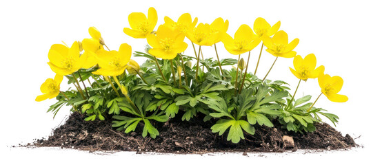 Wall Mural - PNG Winter Aconite flowers bush spring plants geranium.