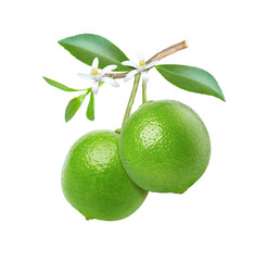 Sticker - green lime with leaves on white