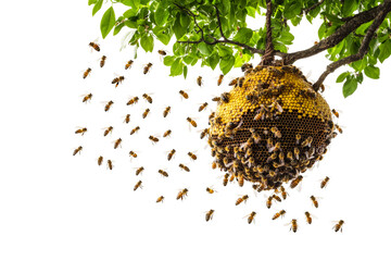 bees swarm around a hive hanging from a tree branch in a sunny garden setting isolated on transparen
