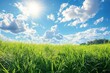 © zongyi - Lush green grass landscape under bright blue sky with sunlight and fluffy clouds