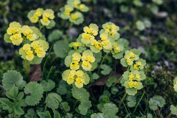 Wall Mural - Chrysosplenium alternifolium blooms in the wild in spring