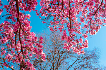 Spring floral background. Beautiful light pink magnolia flowers on blue sky background. Blossom magnolia flower.