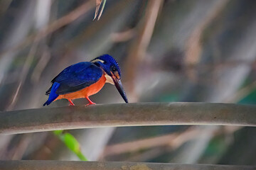 Wall Mural - photo of the blue-eared kingfisher