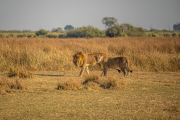 Wall Mural - Big lion lying on savannah grass. Landscape with characteristic trees on the plain and hills in the background