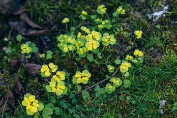 Wall Mural - Chrysosplenium alternifolium blooms in the wild in spring