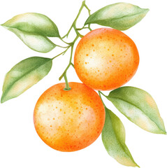Wall Mural - Two Ripe Oranges on Branch with Lush Green Leaves Watercolor Illustration Fresh Citrus Fruit
