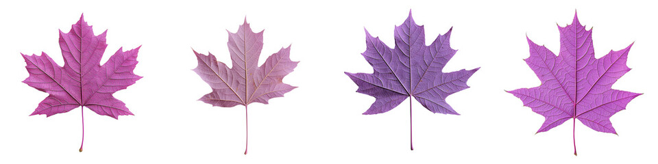 Vibrant purple and lavender maple leaves displaying the stunning colors of the autumn season  The beautiful botanical foliage showcases the natural design and textures of the changing environment