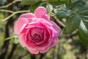 Wall Mural - Closeup view of delicate blooming pink rose with foliage  outdoors in garden