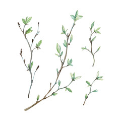 tree branches with buds and leaves spring. set of isolated on white background elements hand drawn w