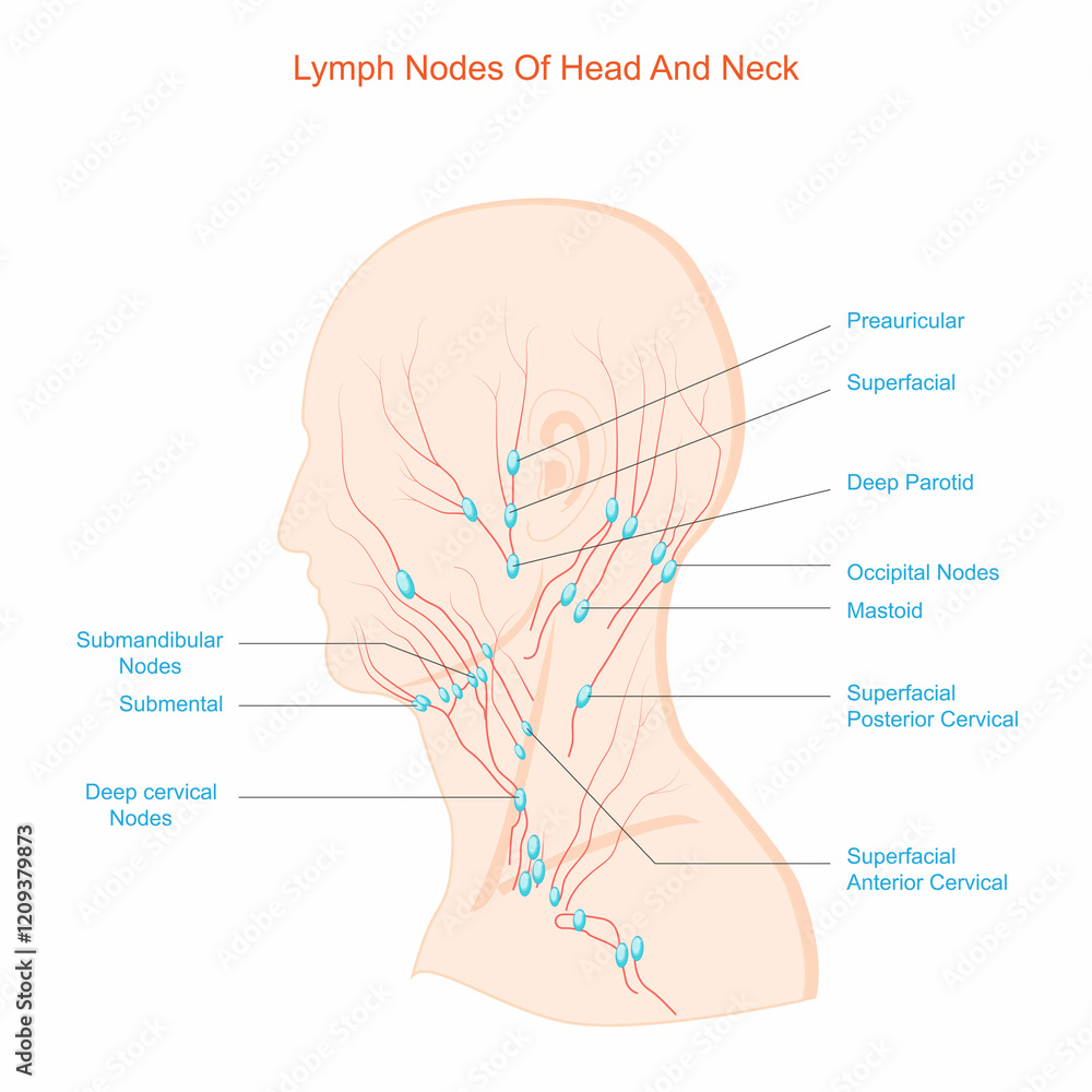 lymph-nodes-of-head-and-neck-fluid-exchange-body-defense-from