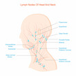 © Sandip - Lymph nodes of head and neck.Fluid exchange, body defense from infection and disease.Labelled Diagram.