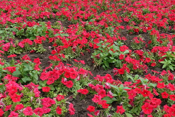 Wall Mural - Plentiful scarlet red flowers of petunias in August