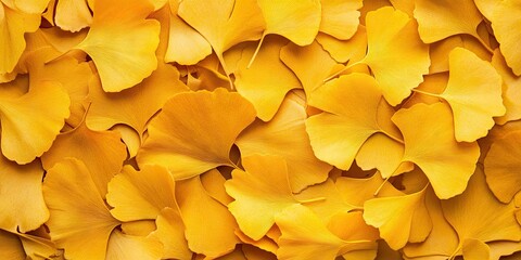 Wall Mural - Vibrant yellow ginkgo leaves densely layered with varying shades of yellow creating a textured background ideal for nature-themed designs