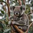 A baby koala snuggling with its mother on a eucalyptus tree.