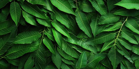 Wall Mural - Vibrant green neem leaves densely layered across the image creating a rich, lush background perfect for nature-themed design projects.