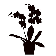 Wall Mural - orchid in a pot silhouette on a white background vector
