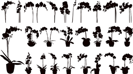 Wall Mural - orchid set silhouette on white background vector