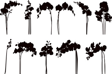 Wall Mural - orchid branch set silhouette on white background vector