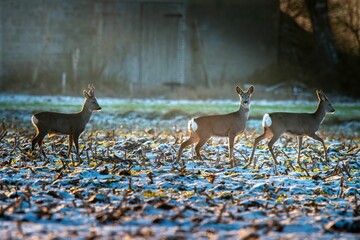 Wall Mural - Three roe deer walking in a frosty field during sunrise, creating a serene wildlife scene.