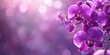 © Ahmad - Vibrant purple orchid blossoms on the left side of a soft bokeh purple background with ample space on the right for text insertion