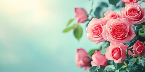 Canvas Print - Soft pastel background highlights a closeup of vibrant pink roses with lush green leaves positioned on the left side, perfect for text placement.