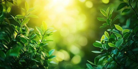 Canvas Print - Lush green foliage background with blurred leaves and warm sunlight creating a soft golden glow in the center for text placement or ads