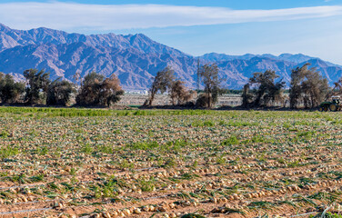 Wall Mural - Agricultural field with harvesting ripe onions being dried in the open air. Sustainable agriculture industry in desert and arid areas of the Middle East. No AI tools were used

