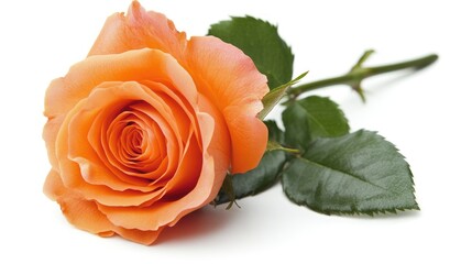 Wall Mural - delicate single orange rose with green leaves elegantly displayed against a white background perfect