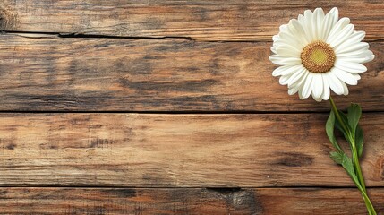 Poster - White gerber daisy bloom with green leaves on rustic wooden table background for floral and nature themed compositions