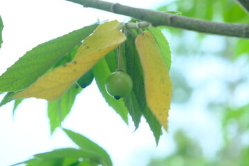 close-up of unripe kares fruit hanging from tree branch with green and yellow leaves ideal for mocku