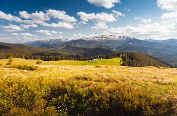 Poster - Breathtaking view of snow-capped peaks and green meadows on a sunny day. Chornohora ridge, Carpathian mountains, Ukraine, Europe.