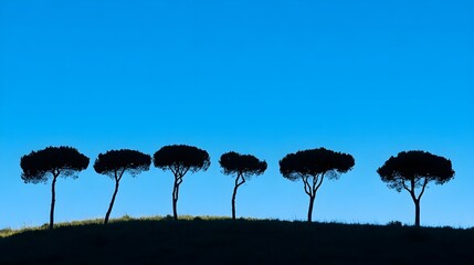Wall Mural - silhouetted trees against bright blue sky at sunset
