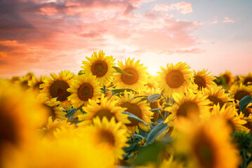 Poster - A breathtaking view of bright sunflowers in the rays of the sun at sunset. Ukraine agrarian region, Europe.