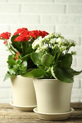 Wall Mural - Different beautiful kalanchoe flowers in pots on wooden table indoors