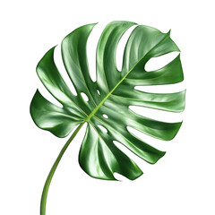 Wall Mural - vibrant green monstera leaf. showcasing its distinctive split and glossy texture against a clean white background the leaf's intricate patterns and rich color highlight its natural beauty. making it s