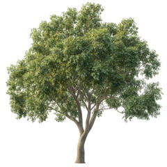 a lush. green tree with a broad canopy and a sturdy trunk. set against a plain white background this visual emphasizes the tree's vibrant foliage and natural beauty. making it suitable for various app