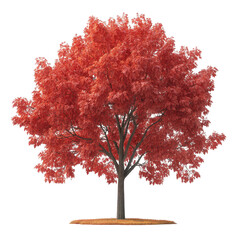 vibrant. red-leaved tree set against a white background. showcasing the beauty of autumn foliage the tree's full canopy and the circular patch of fallen leaves below emphasize its seasonal charm. maki