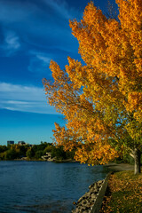 Wall Mural - a tree with orange leaves is next to a body of water