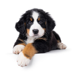 Poster - Adorable Bernese Mountain dog puppy, laying down facing front. Looking curious to camera. Isolated on a white background.