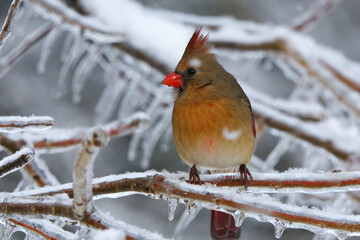 Wall Mural - Northern Cardinal in the winter