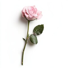 Poster - Single pink rose on a long green stem with droplets of water against a white background